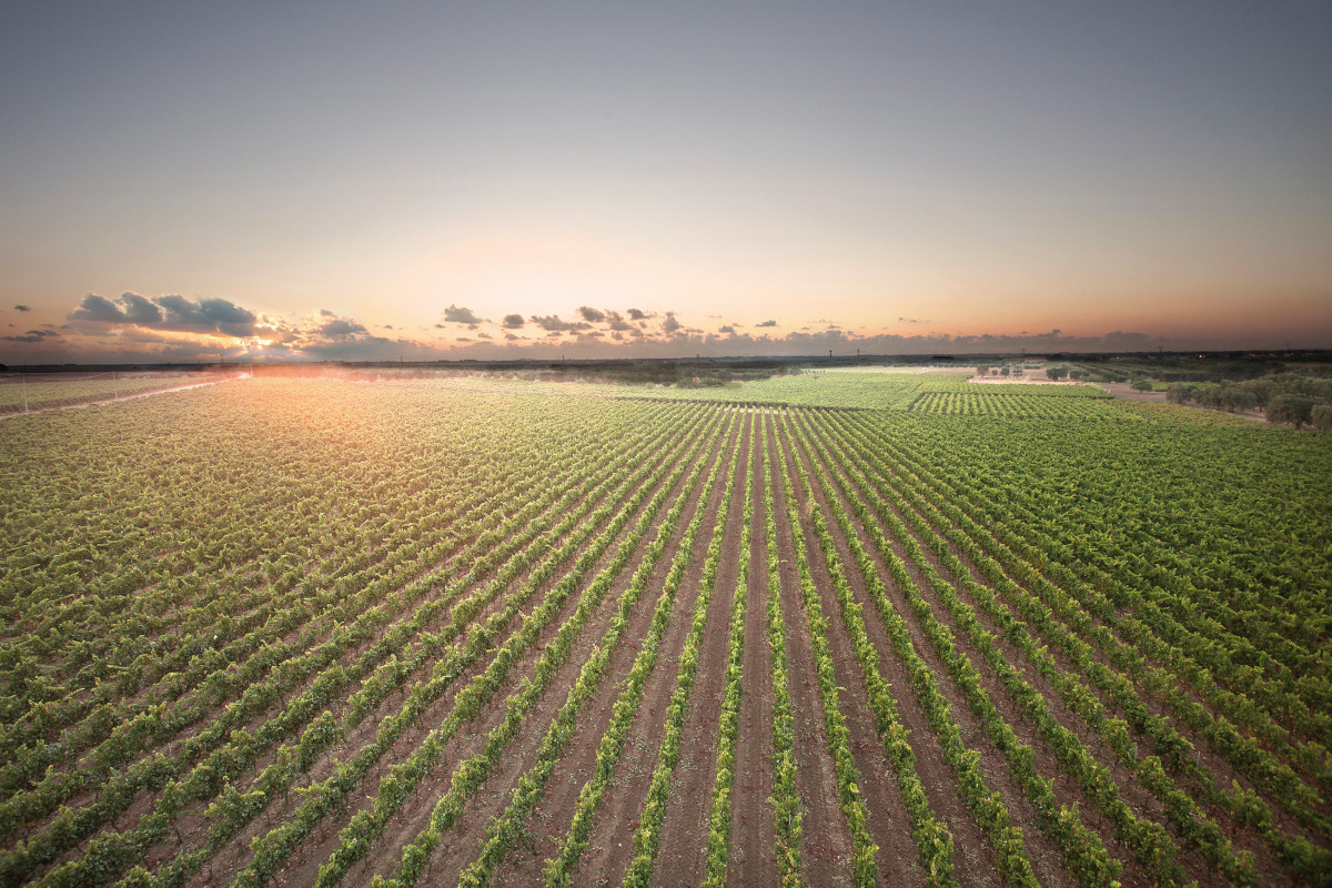 Dal vino sfuso al successo internazionale: il viaggio della famiglia Cantele
