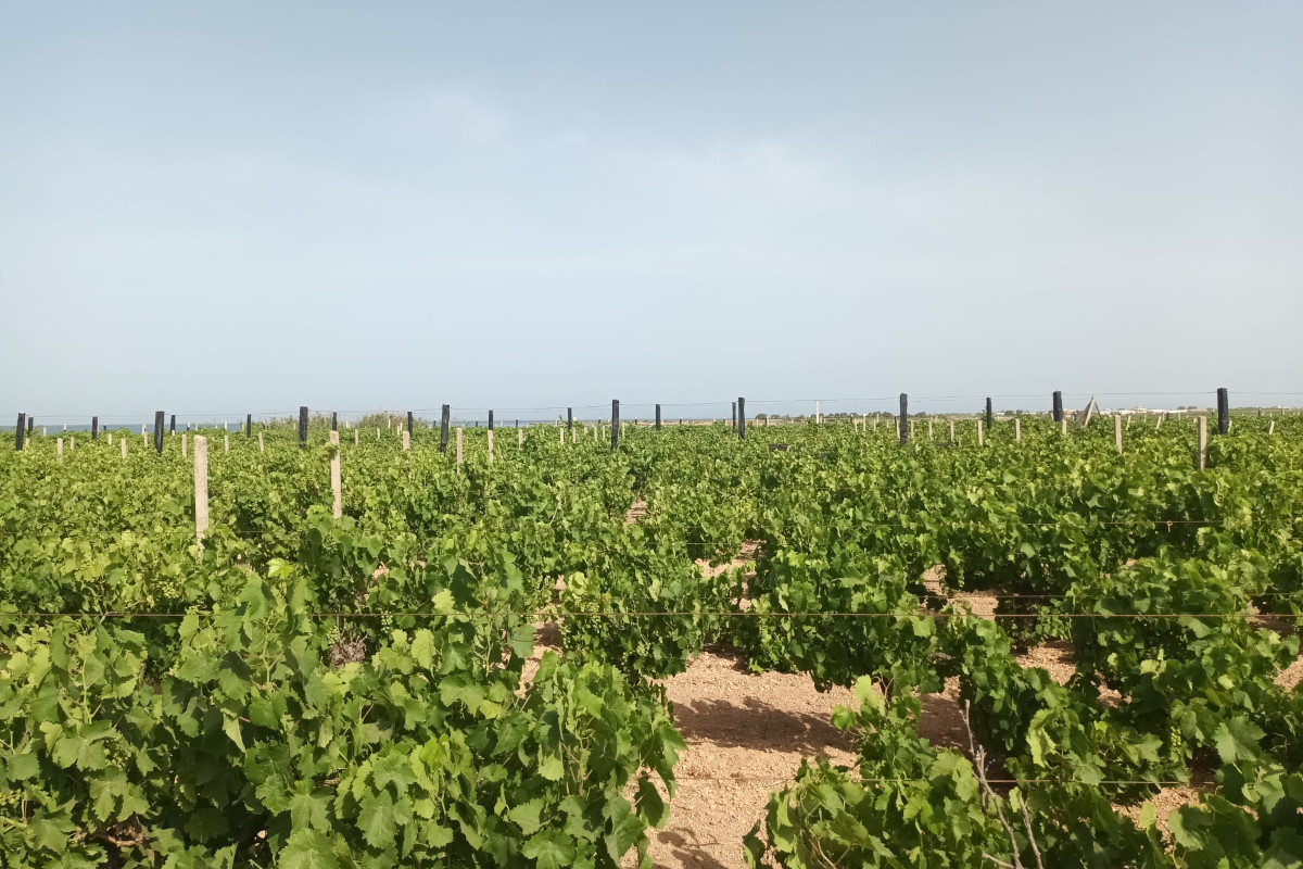 £$L'Italia del vino$£: tre Grillo che sarebbero piaciuti a Ernest Hemingway