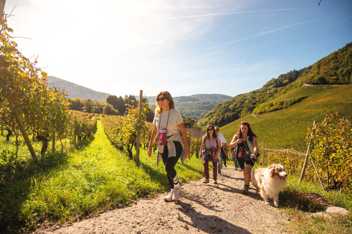 DoloViniMiti e la verticalità del vino: paesaggi, tradizioni e terroir alpini