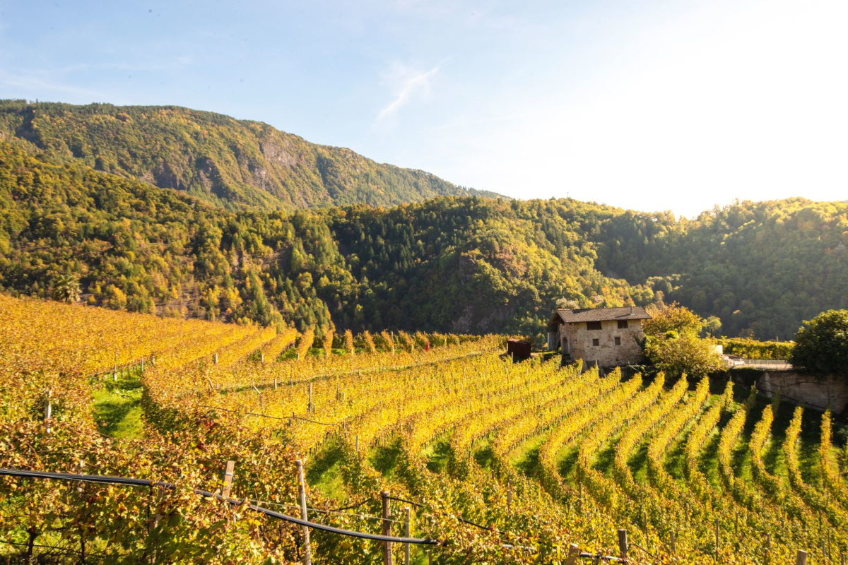 DoloViniMiti e la verticalità del vino: paesaggi, tradizioni e terroir alpini