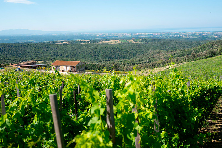 Duemani, cantina di riferimento Alta gamma sulla costa toscana