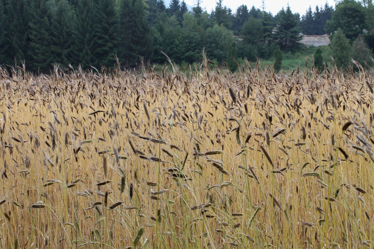 Enkir: il ritorno dell'antenato dei cereali per una rivoluzione nella cucina moderna