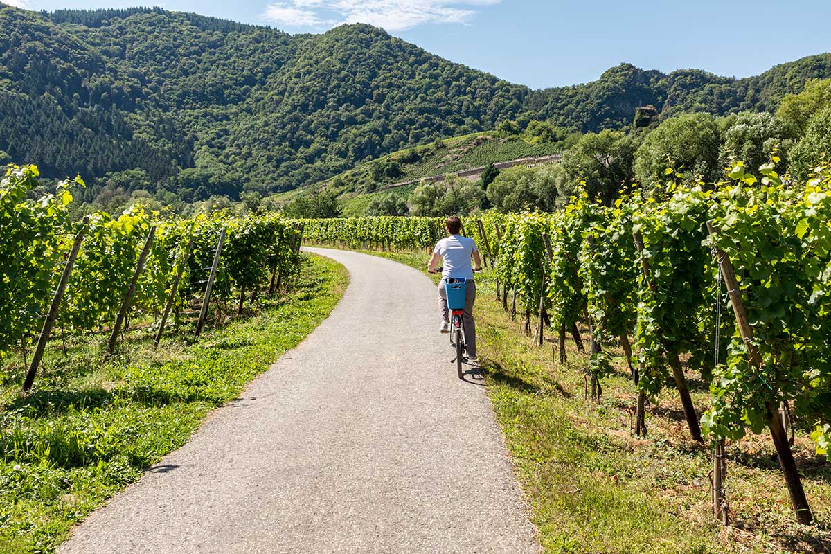 Vino e e-biker, l'abbinata funziona sempre di più Le degustazioni non bastano più, il successo delle cantine passa dall'interazione con il territorio