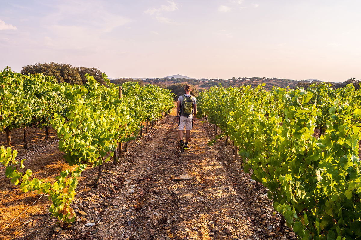 Non solo visite in cantina standardizzate Enoturismo, c'è una nuova frontiera su cui investire: quello culturale in natura