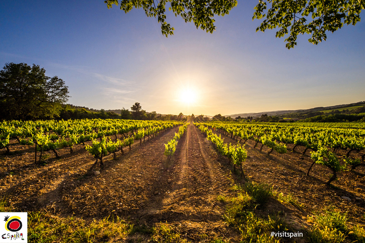 Camminando tra i vigneti. Foto: Visit Spain Cammino di Santiago, in marcia anche la gola con il passaporto gastronomco