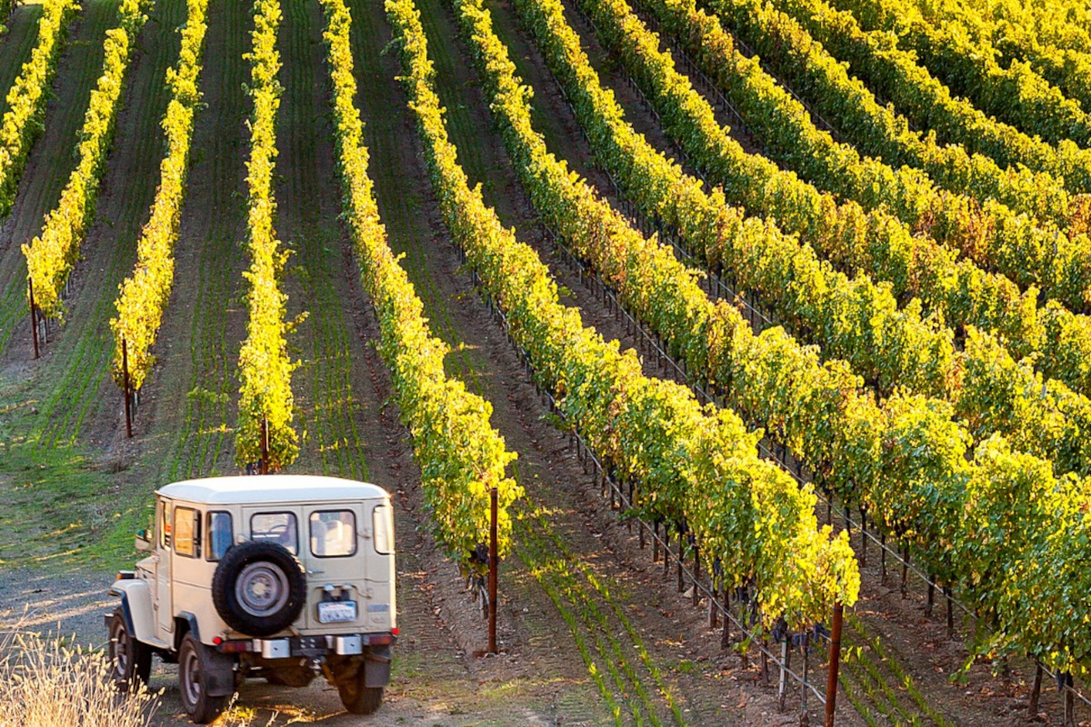 Cantine Aperte, un weekend alla scoperta del vino e del territorio