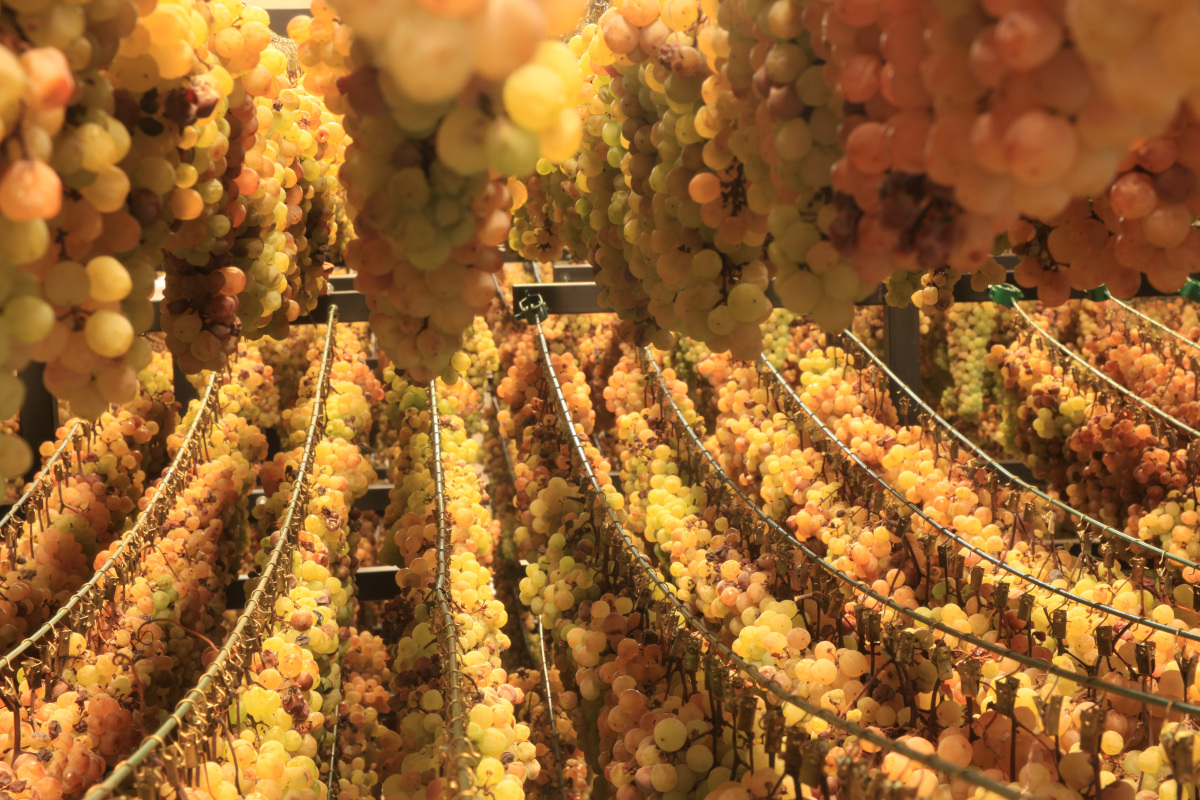 Alla scoperta delle denominazioni del vino del Canavese