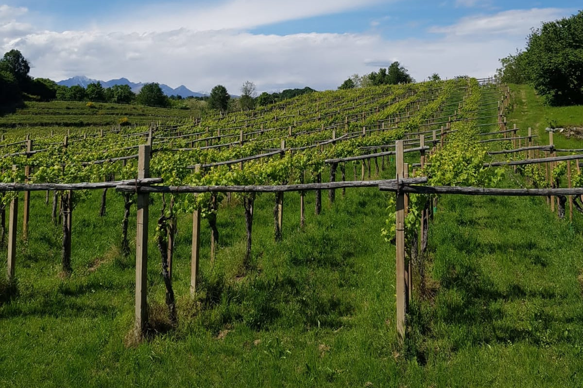 Alla scoperta delle denominazioni del vino del Canavese
