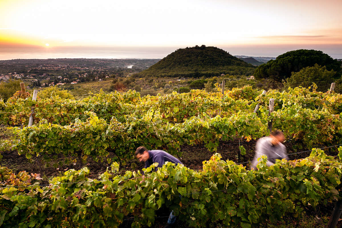 Consorzio Etna Doc,  30% di imbottigliato nel primo semestre del 2022