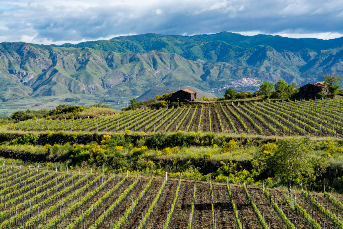 I vigneti dell'Etna Il fascino nascosto dell’Etna in autunno