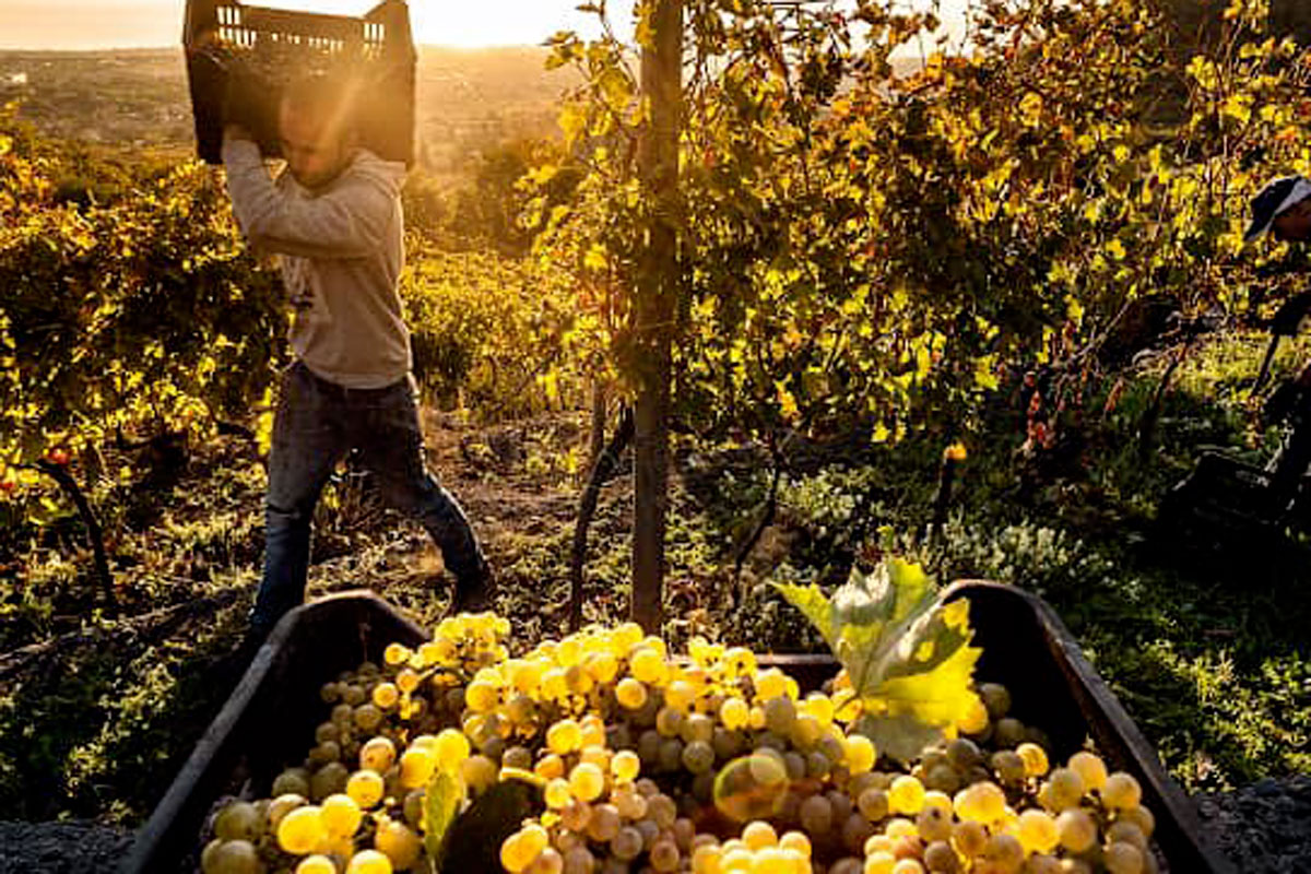 Sorride il Consorzio Etna Doc Vini Etna Doc, primo semestre di rilancio. Si torna ai livelli del 2019