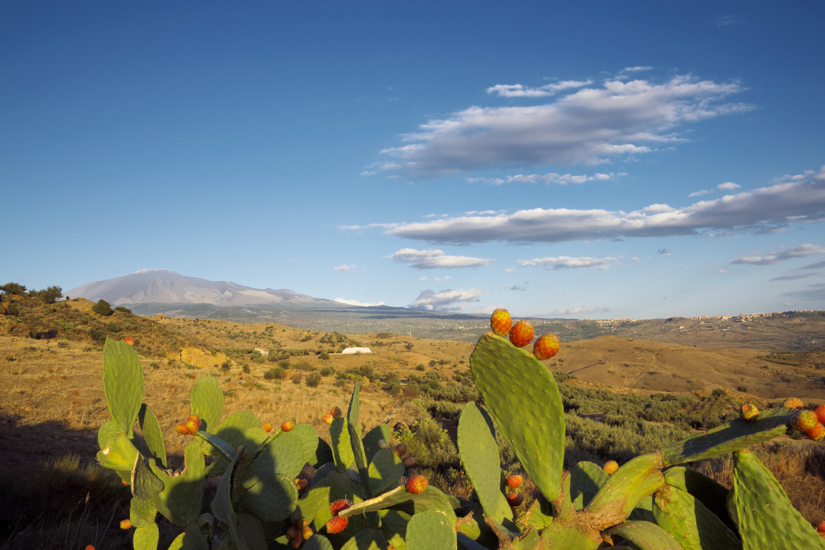 Fichi d'India con l'Etna sullo sfondo  Dal pistacchio al miele dalle fragole alle mele: tutto il gusto dell’Etna