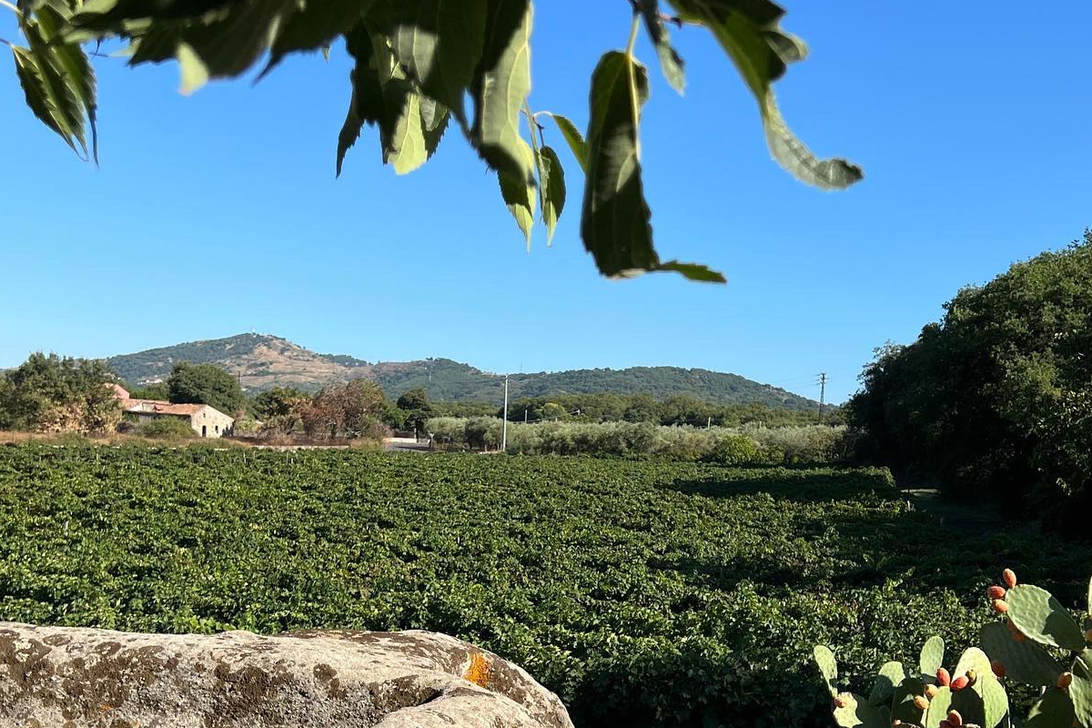 Vini Etna Doc: crescita controllata per tutelare il territorio e la qualità