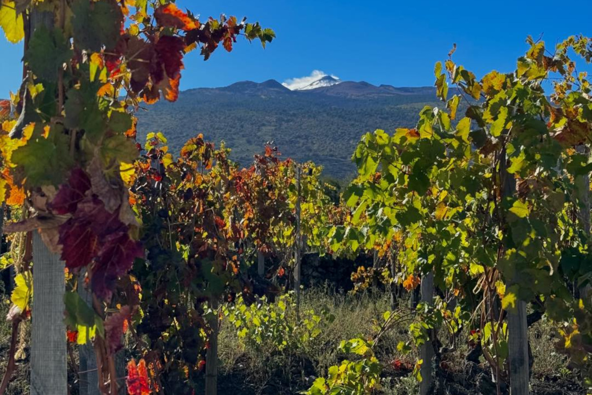 Degustazioni, cooking show e musica: Versante Fest celebra l'Etna e i suoi vini