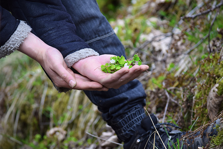 (L&rsquo;evoluzione della cucina Dal Paleolitico al foraging)