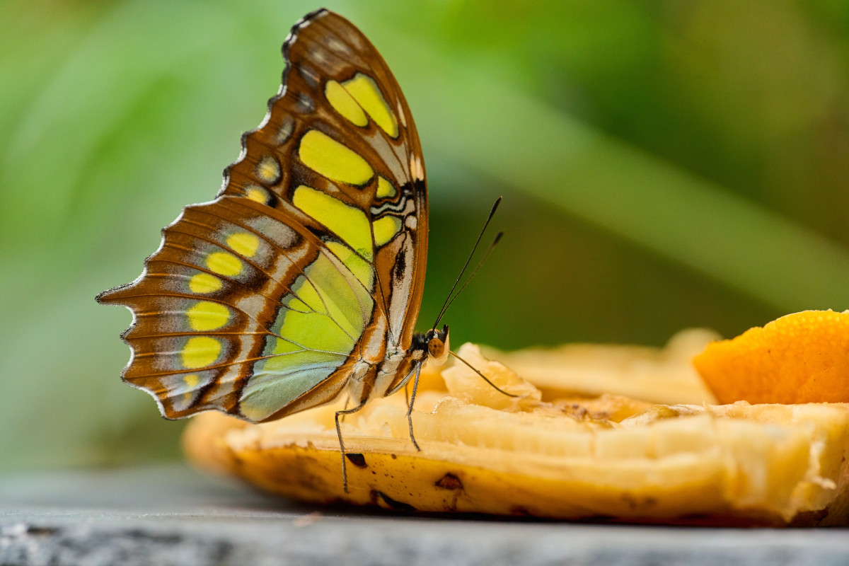 Rasmus Munk a Torino: le farfalle (sì, proprio loro) sono le proteine del futuro