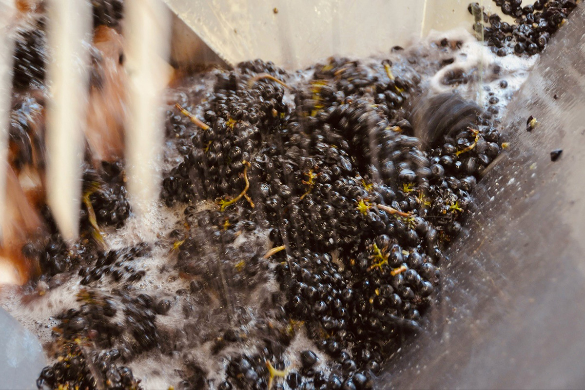 PN 1150, lo spumante che porta il Pinot Nero dove nessuno aveva il coraggio di arrivare