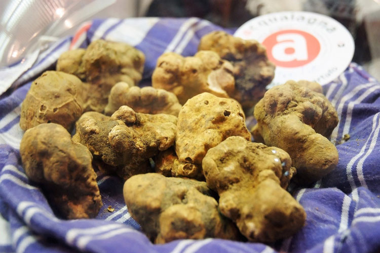 Presentata la nuova edizione del Tartufo bianco di Acqualagna 