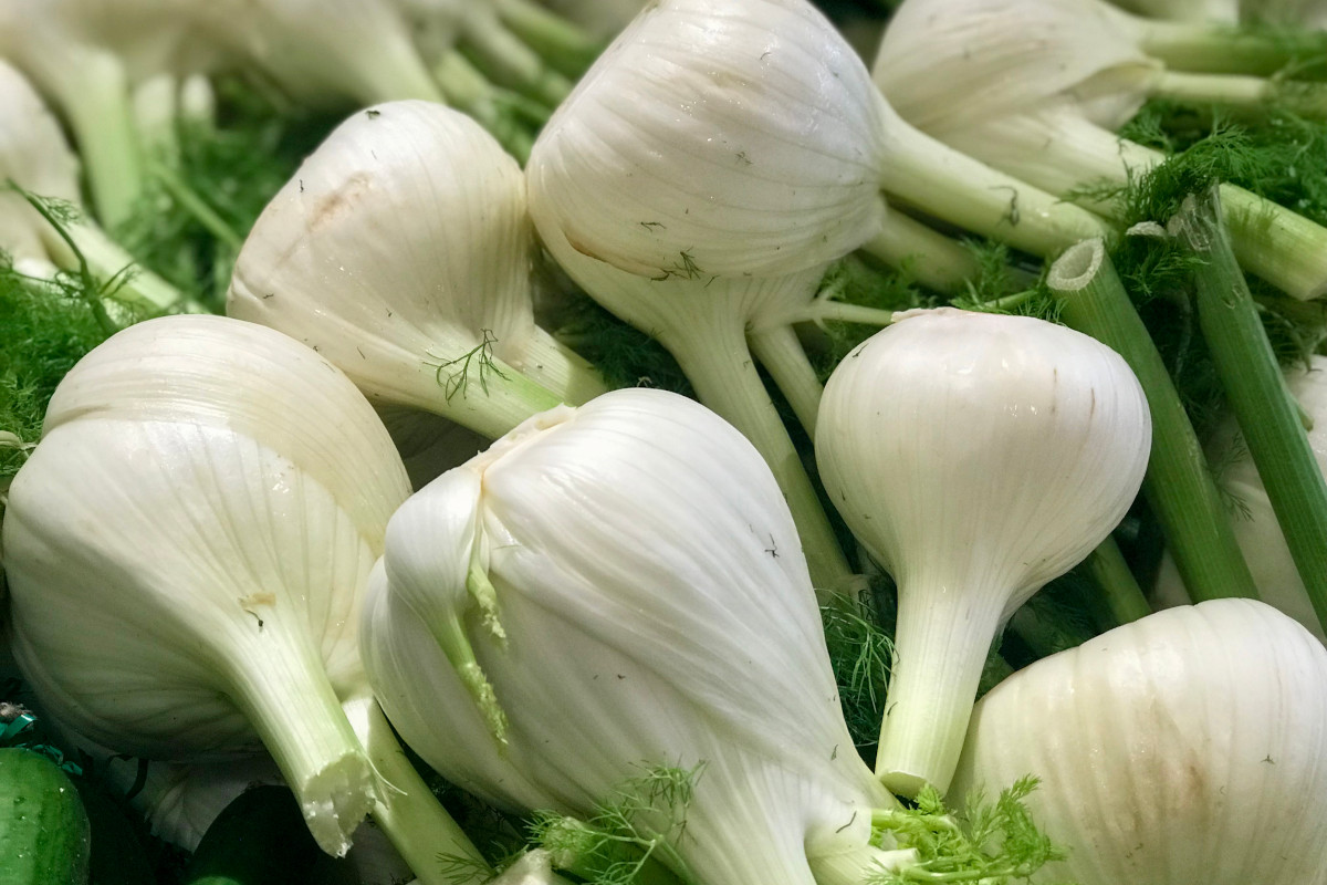 Il Finocchio di Isola Capo Rizzuto diventa Igp Il Finocchio di Isola Capo Rizzuto diventa Igp