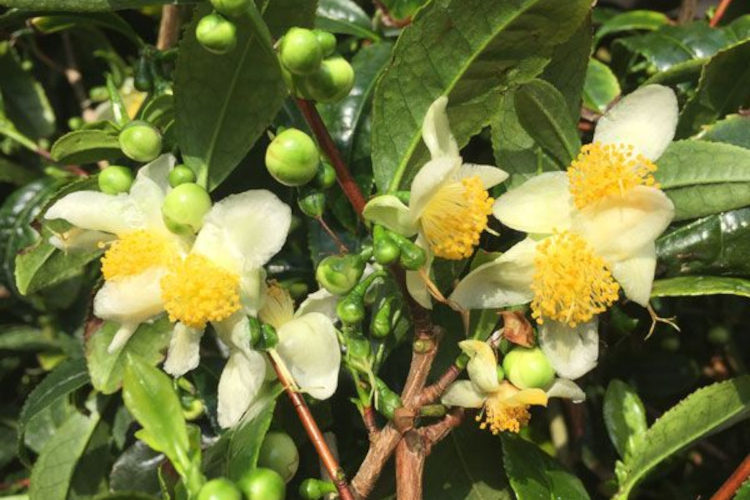 Il tè, cos'è: dalla pianta (la £$Camelia sinensis$£) alla raccolta