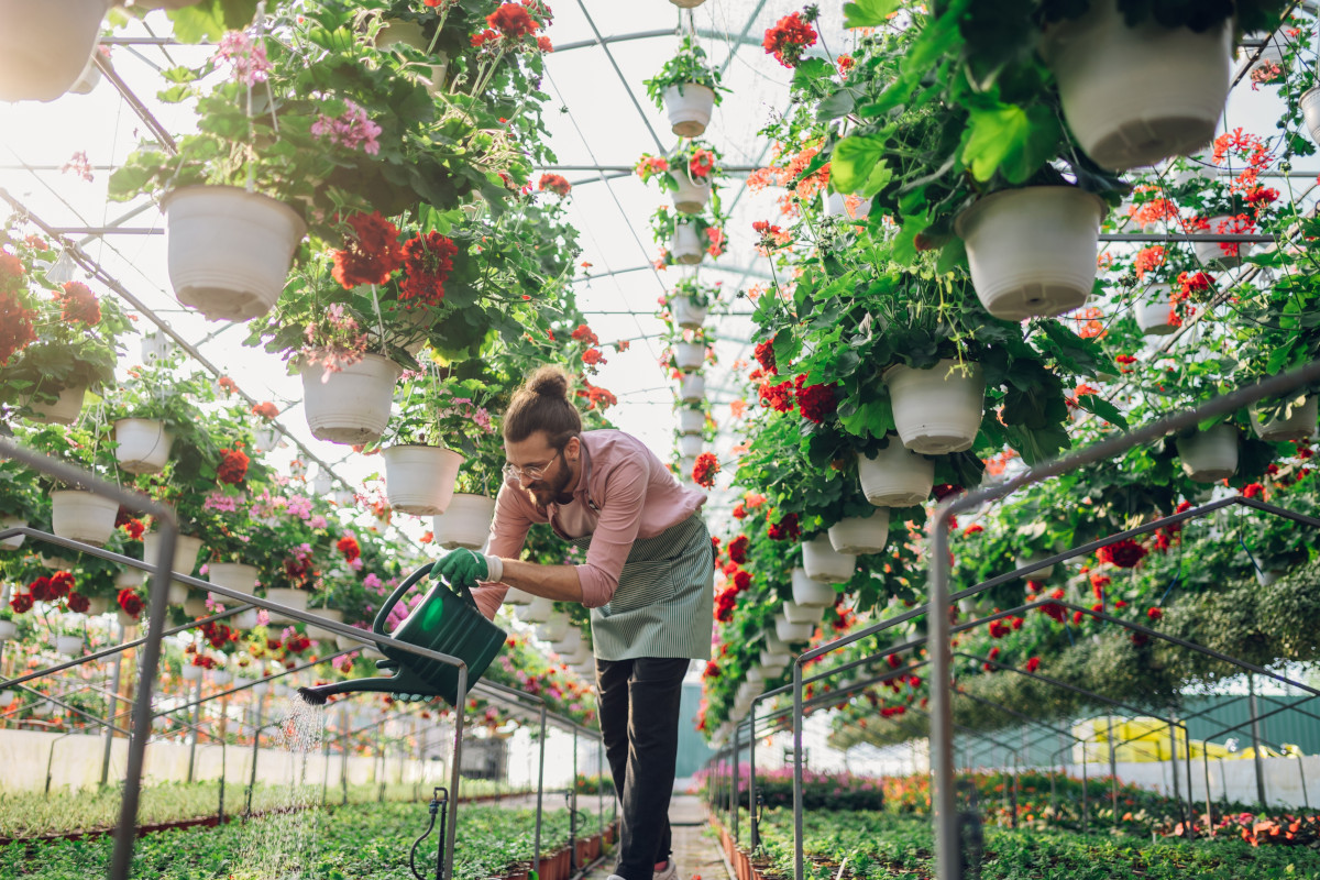 La Toscana mantiene il primato per le produzioni vivaistiche nazionali Fiori e piante: in Italia settore da 28 miliardi di euro