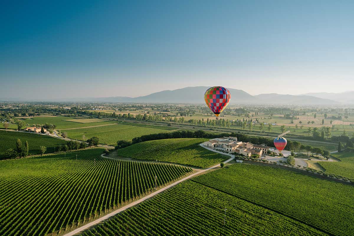 Vigneti di Arnaldo Caprai Una foglia d’oro sul Montefalco Sagrantino per i 50 anni di Arnaldo Caprai