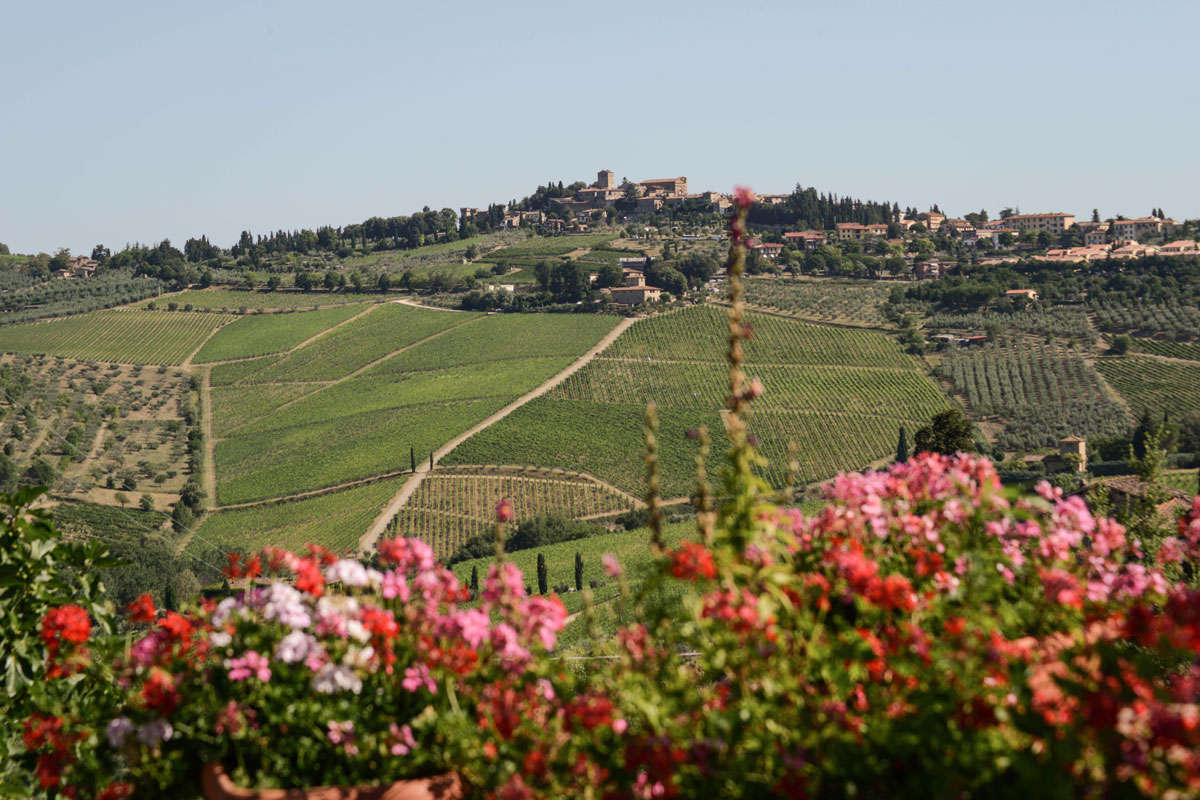 Fontodi: vini da ammirare, espressione del Chianti Classico