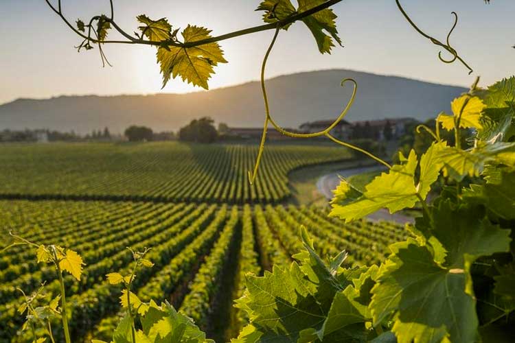 I vigneti della Franciacorta  Bergamo e Brescia terre di vino: viaggio tra Doc e Docg