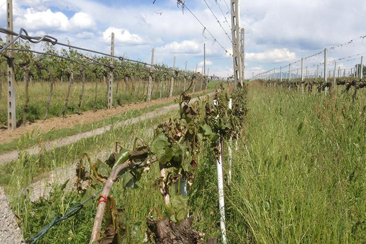 Tre Bicchieri, in Lombardia conferma per il rosato e per il Metodo Classico