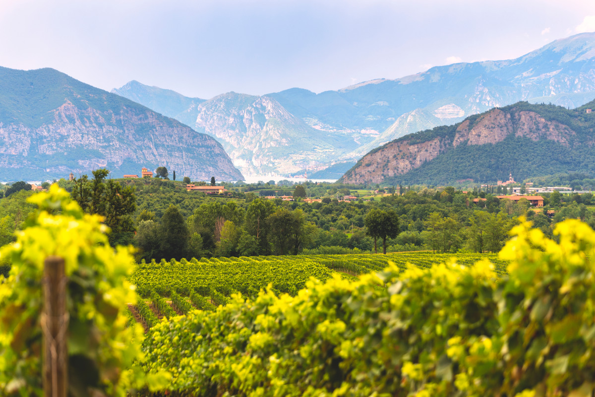 La Franciacorta torna alla normalità: la vendemmia inizierà dopo ferragosto