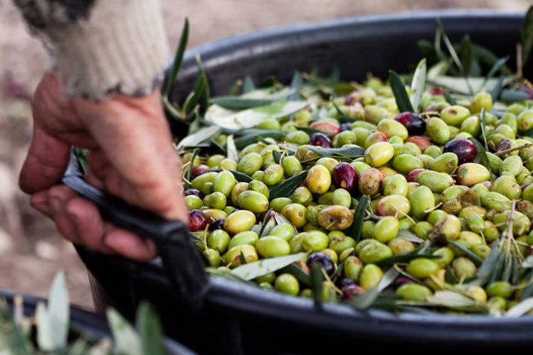 L'iniziativa coinvolge quest'anno tutta la regione (Con Frantoi aperti l’Umbria riscopre le vie dell’olio)