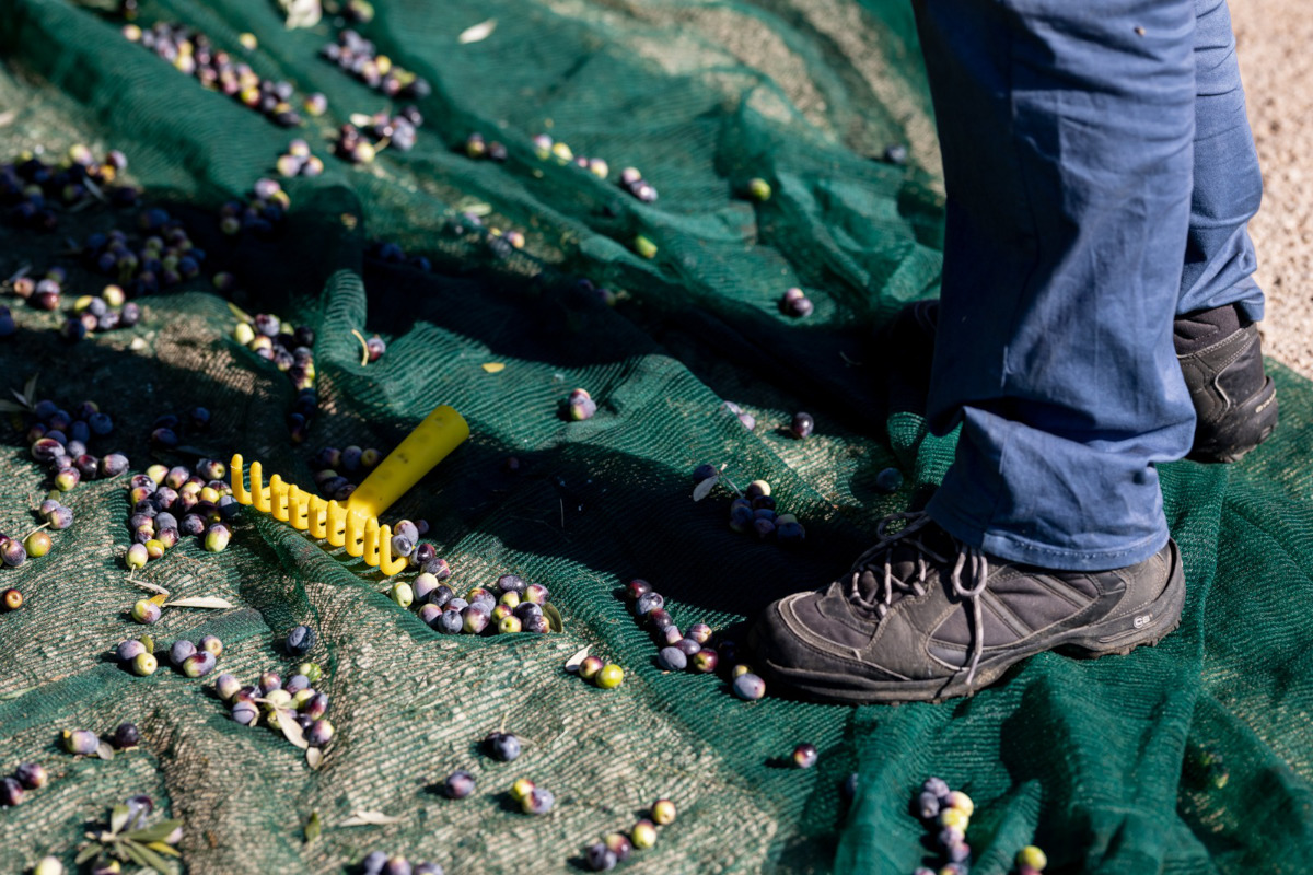 Torna Frantoi Aperti in Umbria per un autunno al sapore di olio