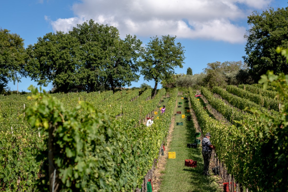 Montefalco oltre il rosso: il racconto del Trebbiano Spoletino dei Fratelli Pardi