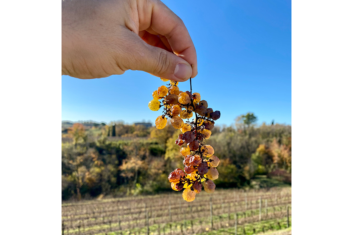 Picolit Colli Orientali del Friuli, ecco come scoprire il territorio attraverso il vino