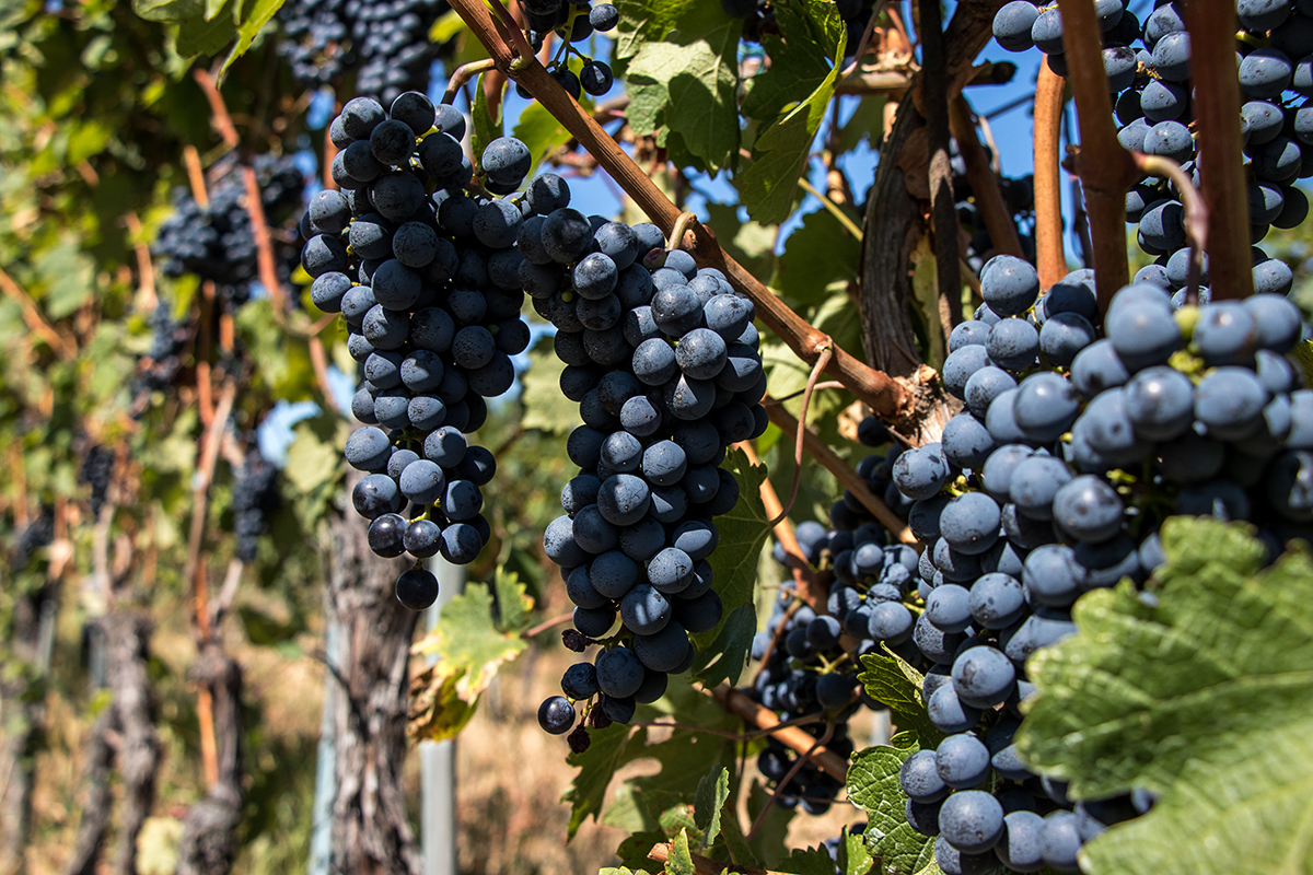 Refosco dal Peduncolo rosso Colli Orientali del Friuli, ecco come scoprire il territorio attraverso il vino