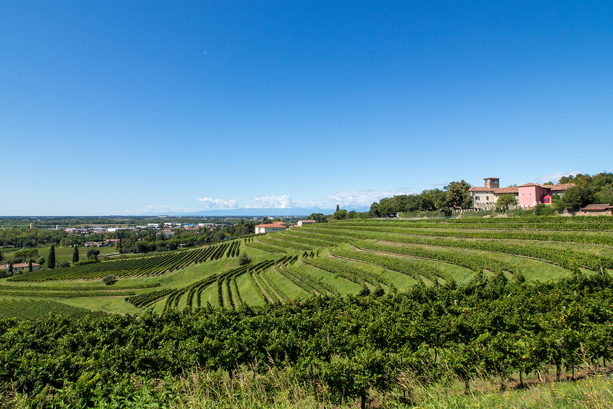 Colli Orientali del Friuli, ecco come scoprire il territorio attraverso il vino