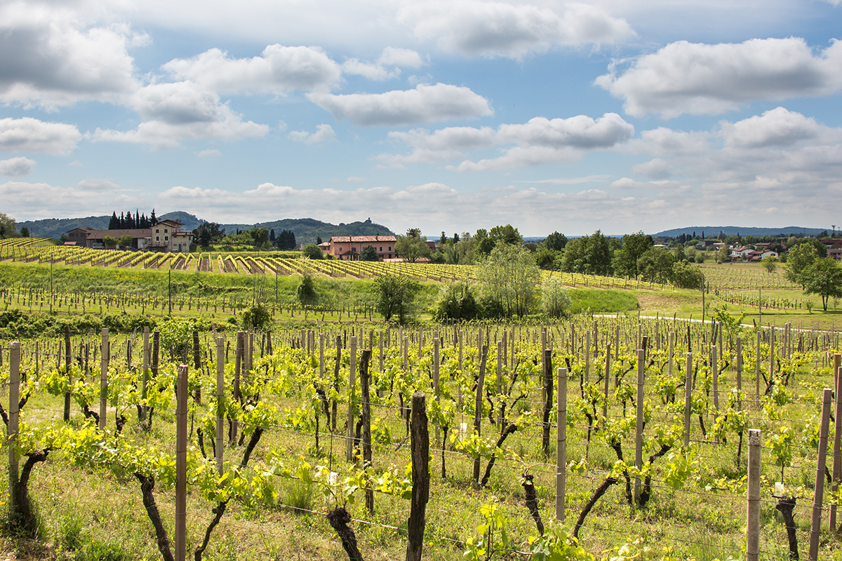 Colli Orientali del Friuli, ecco come scoprire il territorio attraverso il vino