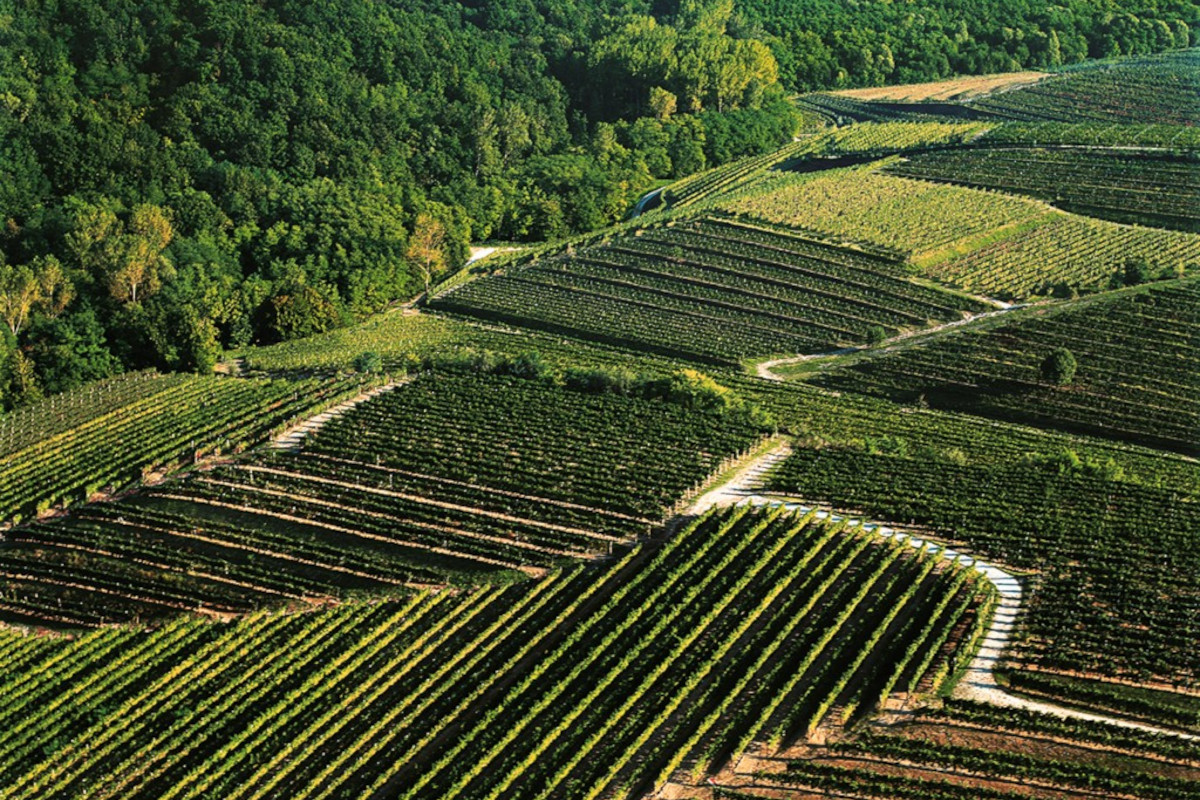 Consorzio Friuli Colli Orientali e Ramandolo, 50 anni di persone e territorio