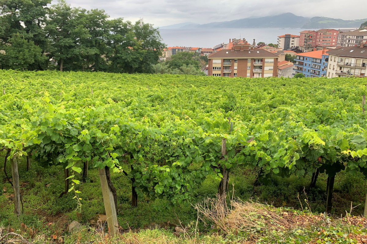 I vigneti orizzontali da Gaintza Txakoli il vino basco figlio dell'oceano Atlantico