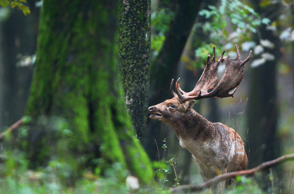 Foresta di Gemenc In Ungheria immersi nella natura. Sei itinerari da non perdere