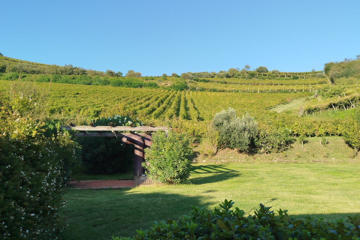 Monte Lessini, Soave e Colli Berici: i tre volti del vino di Gianni Tessari