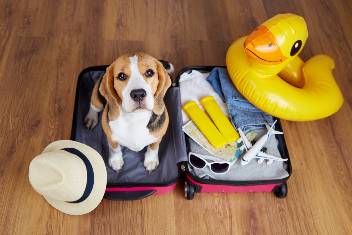 8 milioni di italiani in vacanza con i cani. Gli agriturismi i preferiti