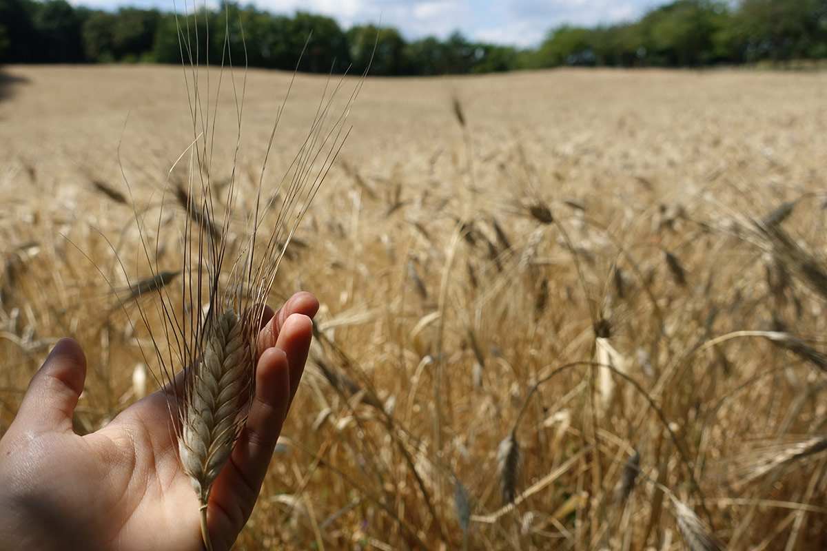 Cala il prezzo del grano, ma non si può gioire: “È colpa delle speculazioni”