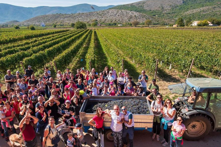 Cantina Madonna Cataldi, una vendemmia (foto sito) L'enologa Giulia Cataldi Madonna: “I nostri vini raccontano il territorio”