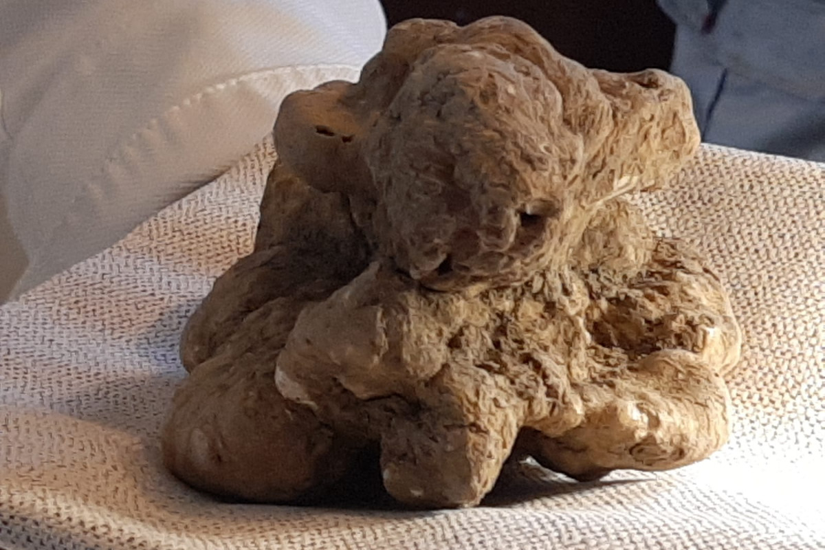 Il tartufo bianco più bello d'Italia quest'anno si raccoglierà nelle Marche, sui Sibillini