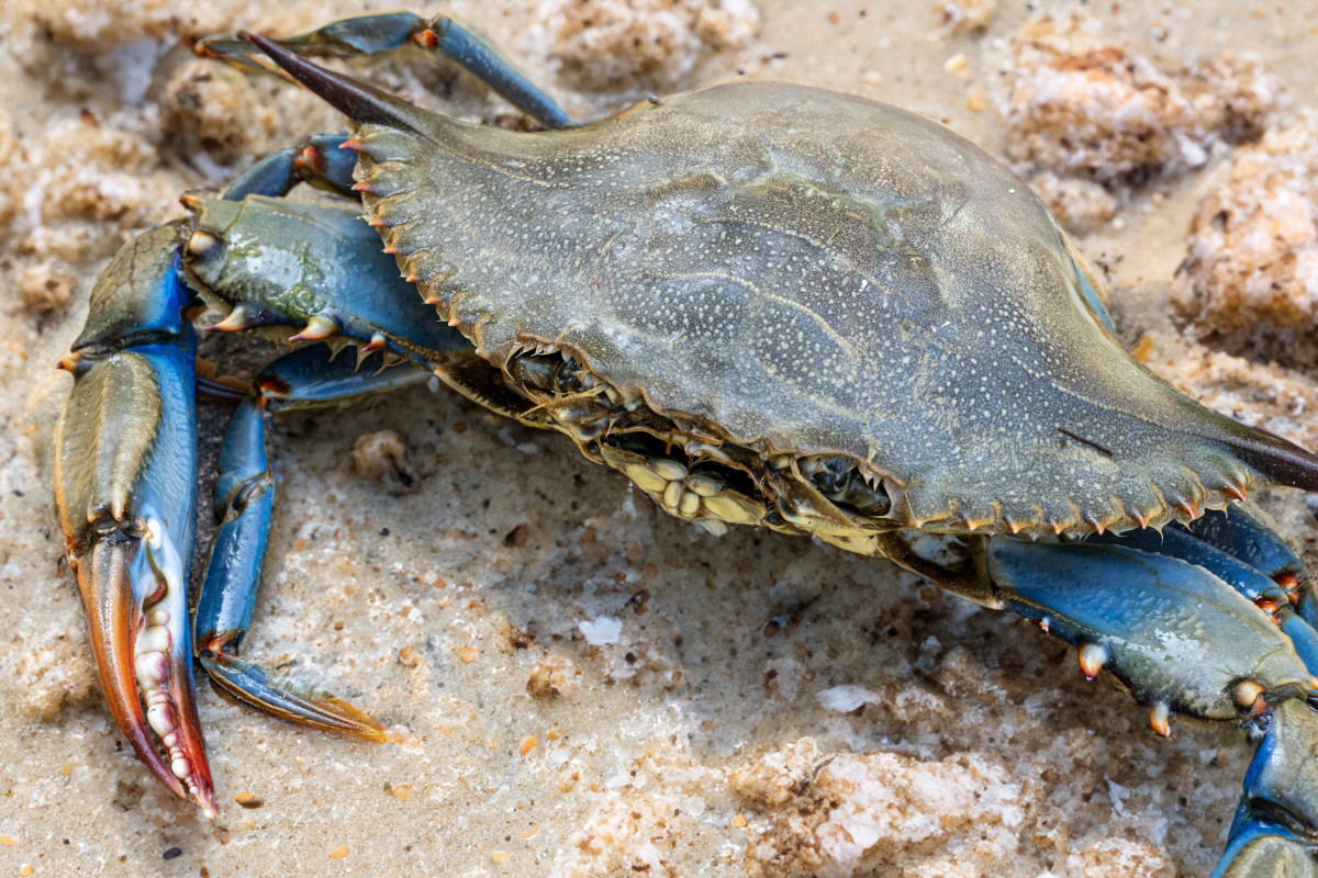 Granchio blu, come un'invasione marina può rivoluzionare la cucina