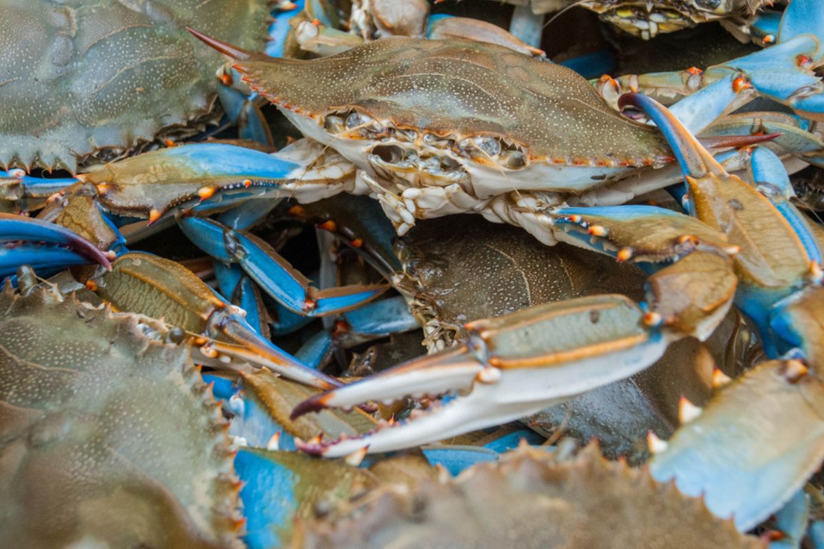 Granchio blu: l'ecosistema lagunare del Mediterraneo è a rischio