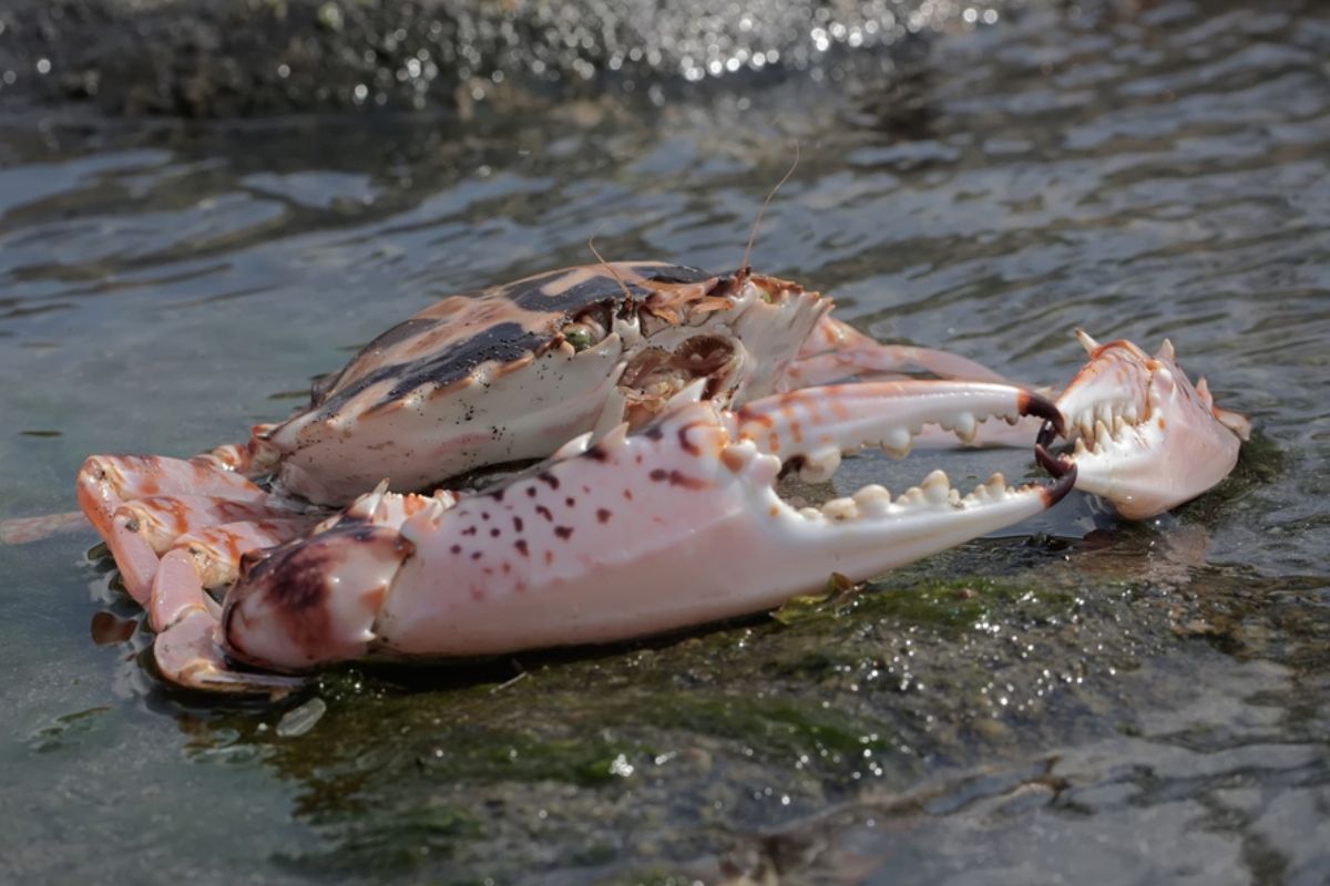 Dopo il granchio blu, nell'Adriatico ecco quello rosa. Ma non ci sono rischi