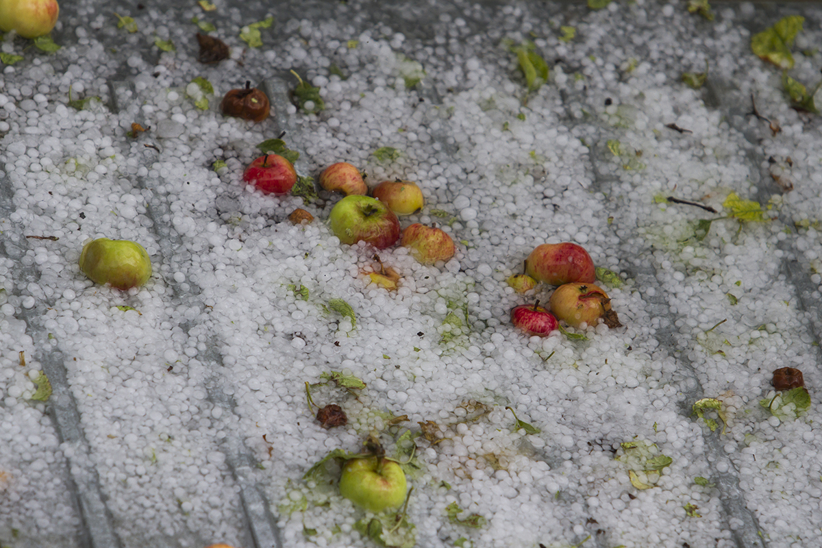 Il maltempo travolge l'agricoltura: danni a frutteti, vigneti e campi