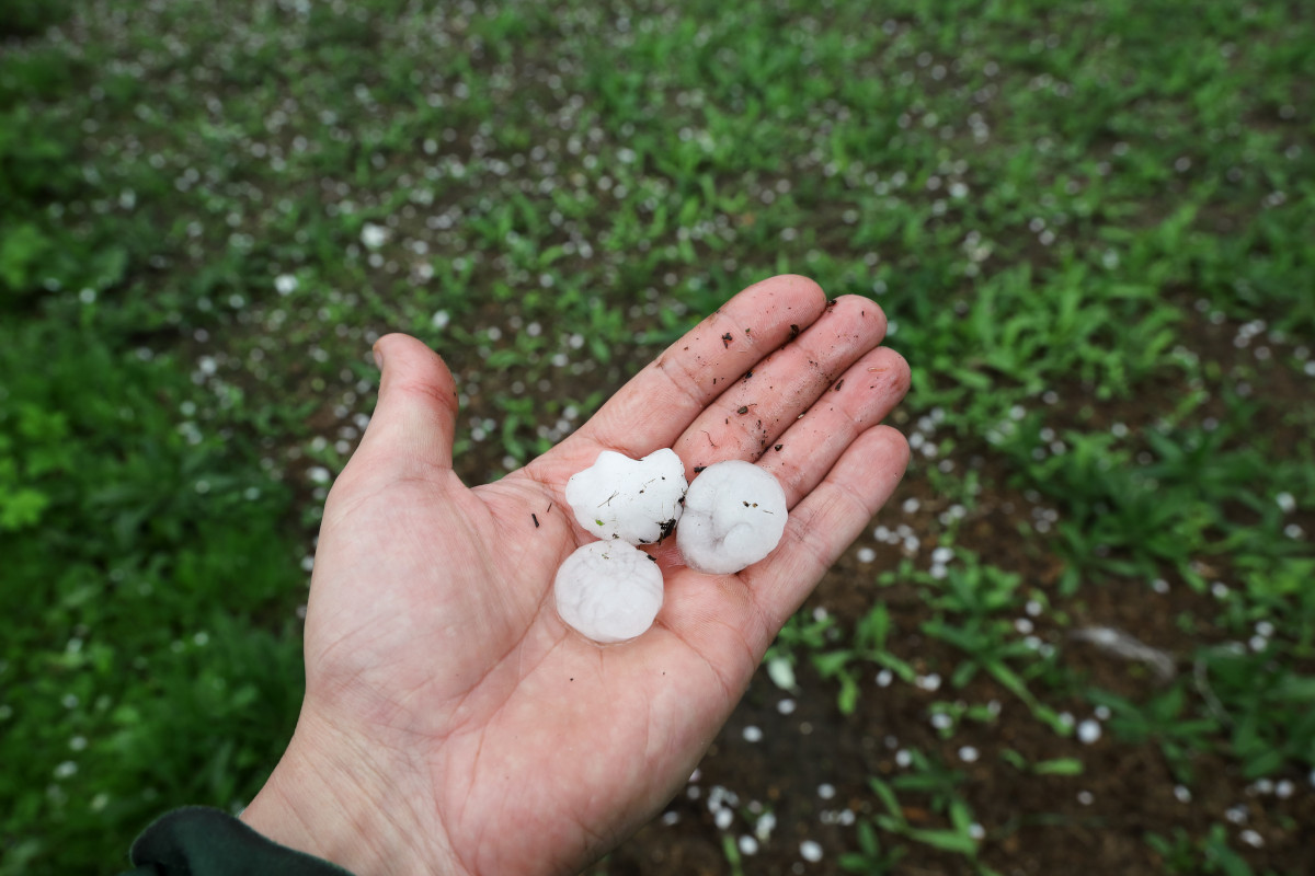 Dopo la siccità, anche il maltempo: danni ingenti ai vigneti del Nord Italia